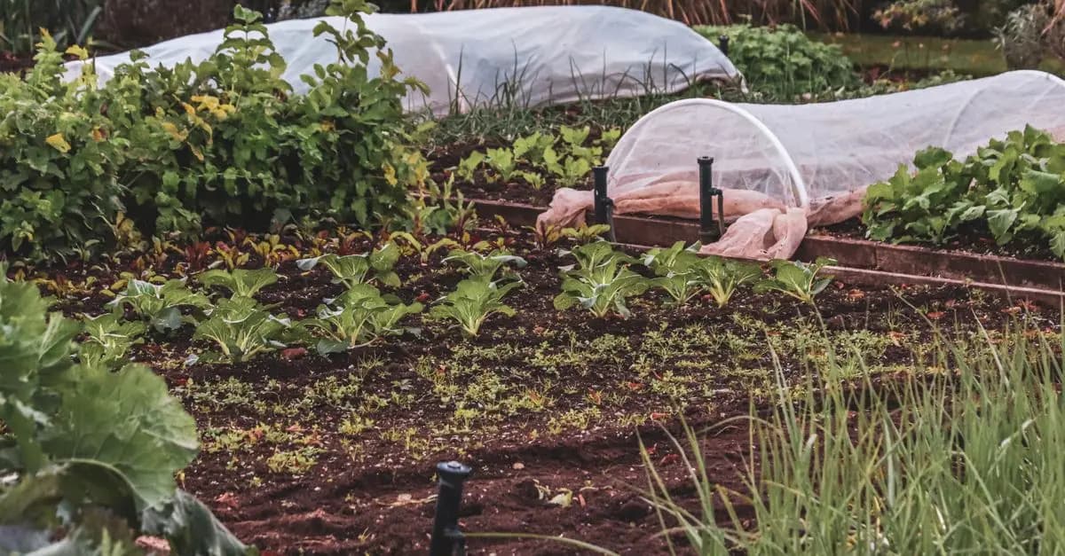 Guide d'Achat : Éviter les Erreurs de Jardinage Débutant